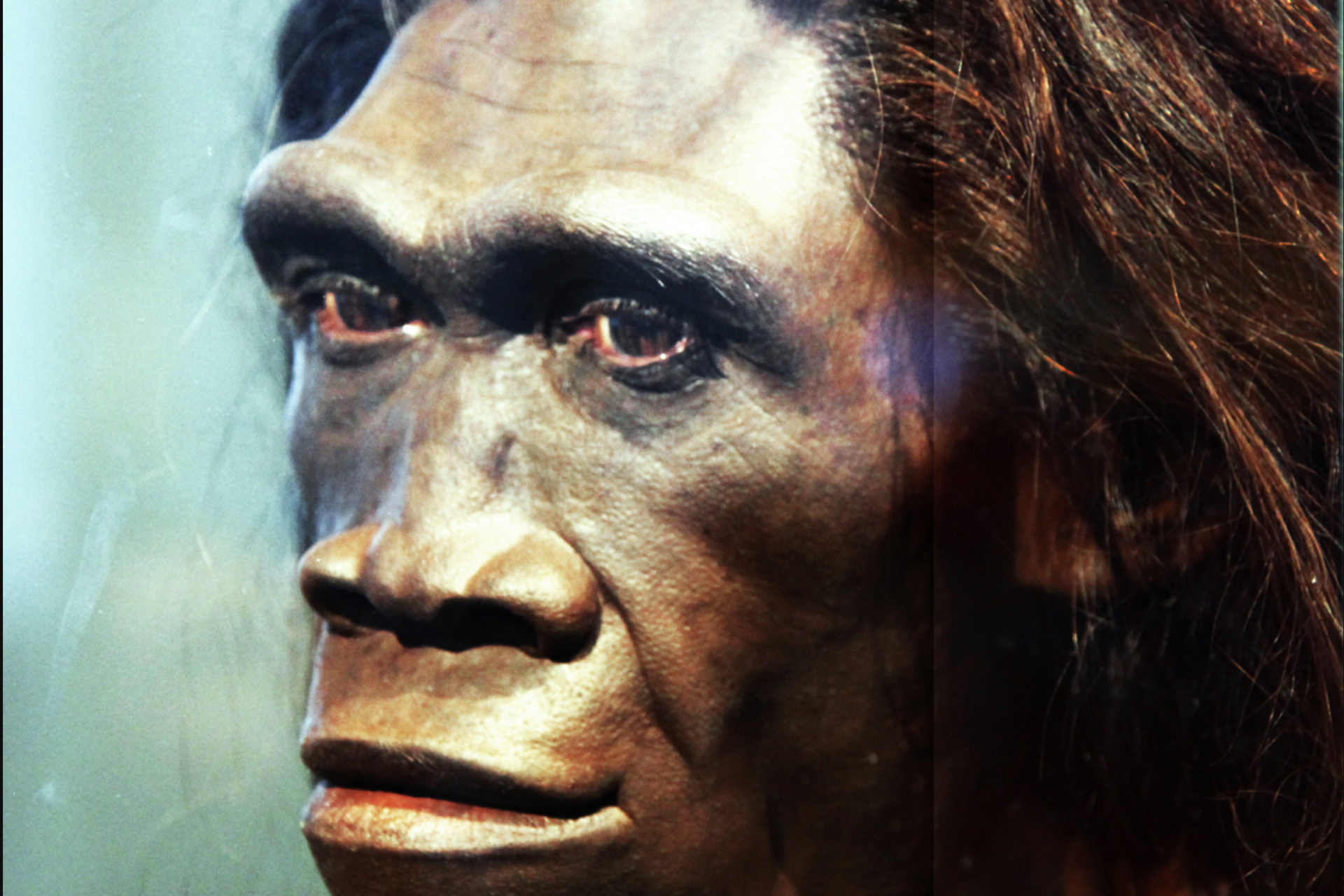 Homo erectus человек. Хомо сапиенс питекантроп. Лицо человек умелый внешний облик.