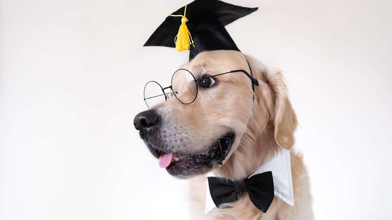 <p>Remarkably, some Golden Retrievers have earned honorary degrees from universities in recognition of their significant contributions to research and therapy programs. For instance, “Kirsch,” a Golden Retriever, was awarded an honorary master’s degree by Johns Hopkins University, having attended classes together with his human, Carlos Mora.</p>