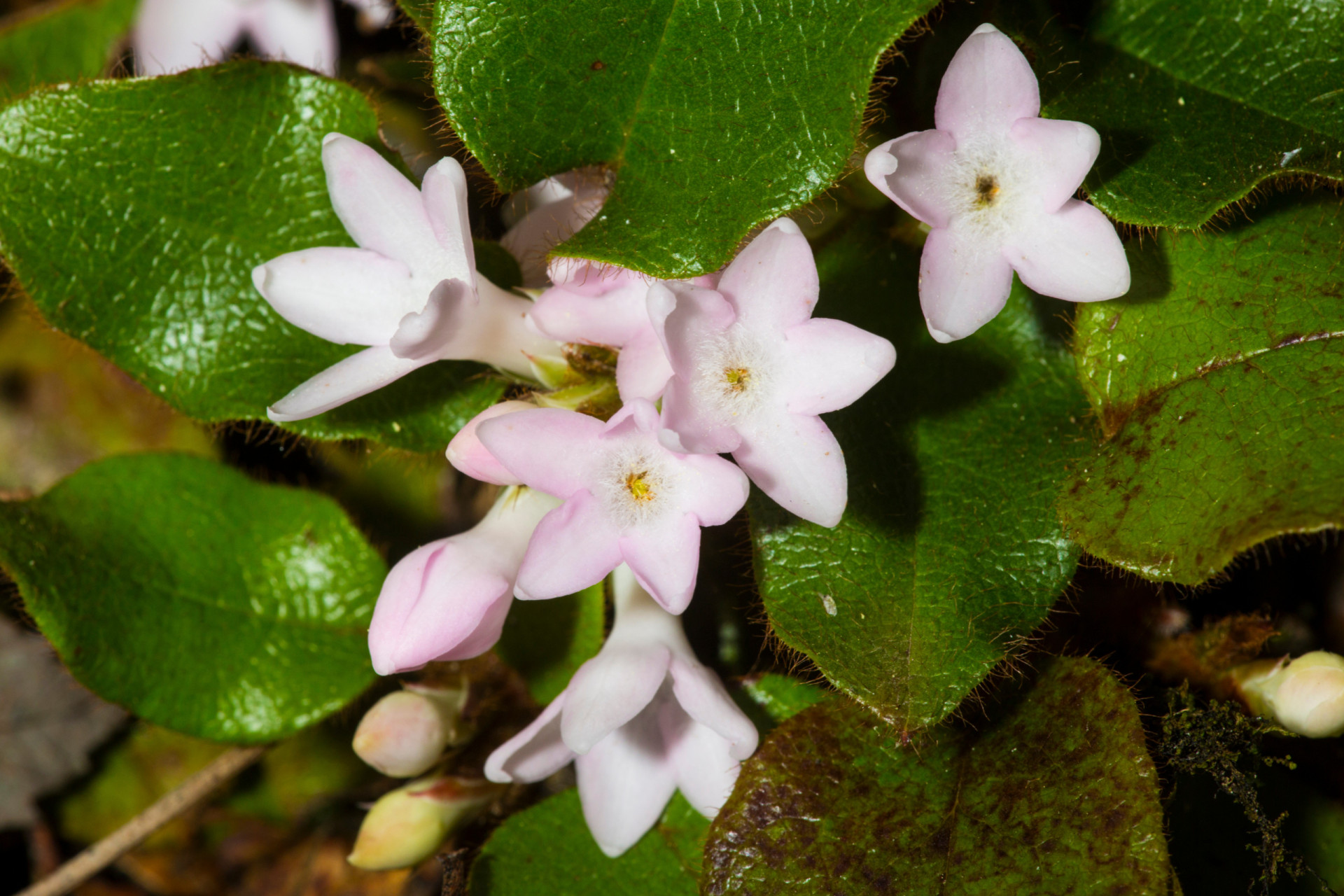 The official flowers of every US state