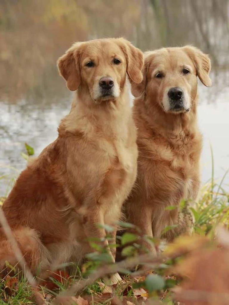 German Shepherd to Golden Retriever-7 most adopted dog breeds