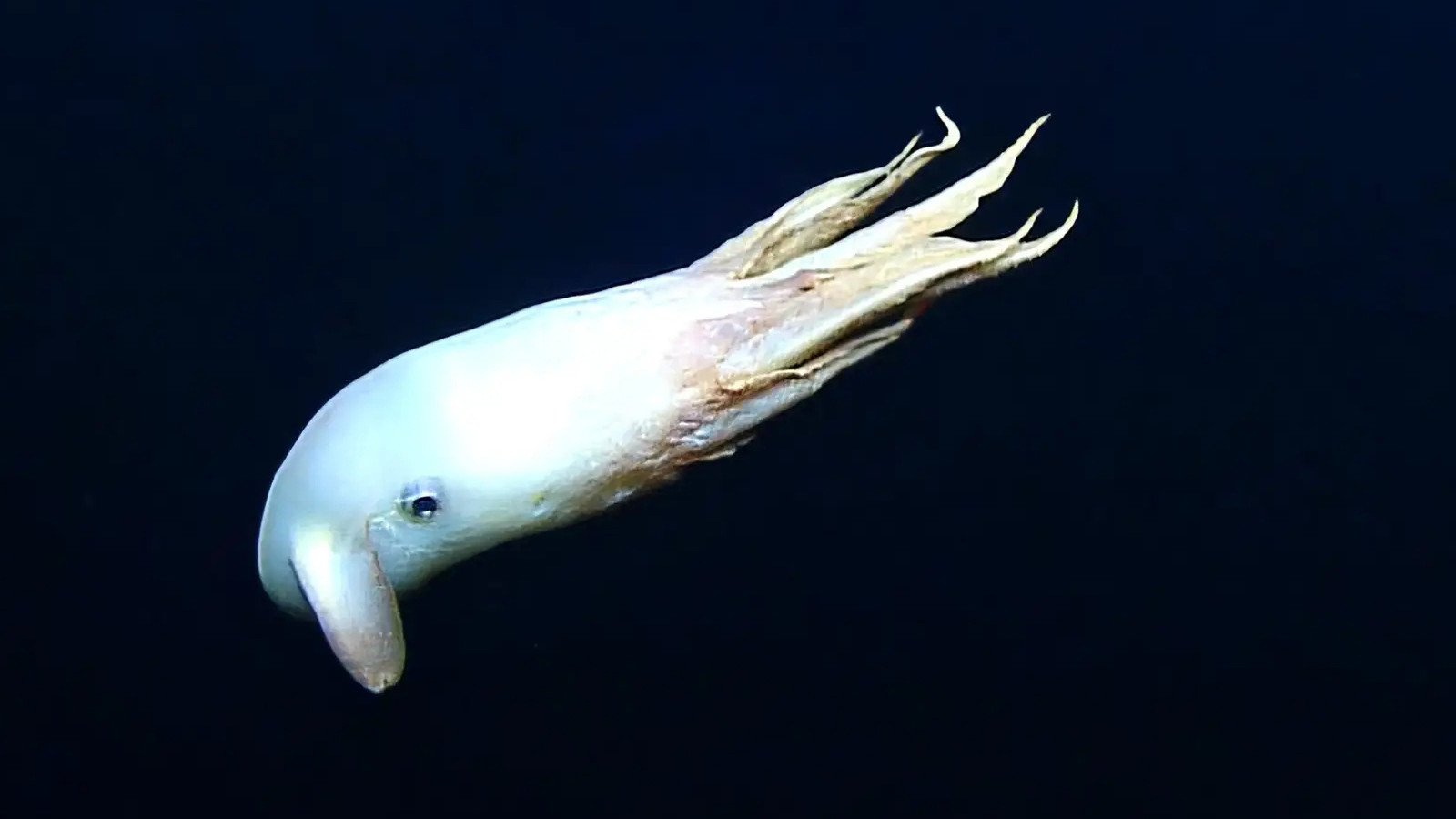 Глубоководный осьминог Гримпотевтис. Глубоководный осьминог Дамбо. Гримпотевтис животное. Существа на глубине океана.