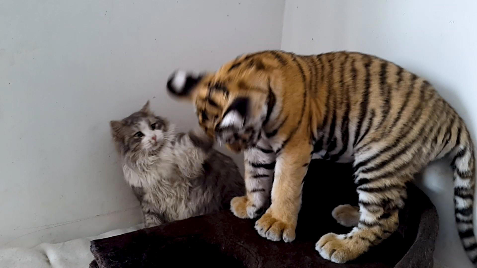 pet tiger in house