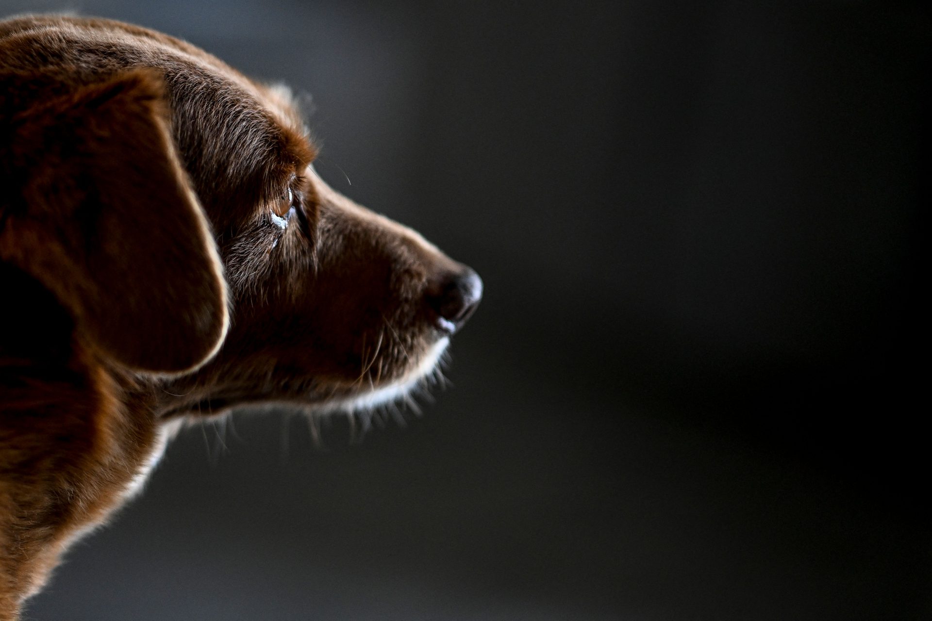 Meet Bobi, the oldest dog in world