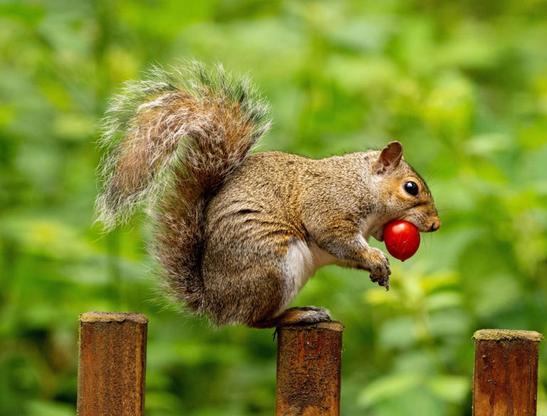 5 Ways to Protect Your Tomato Plants From Squirrels