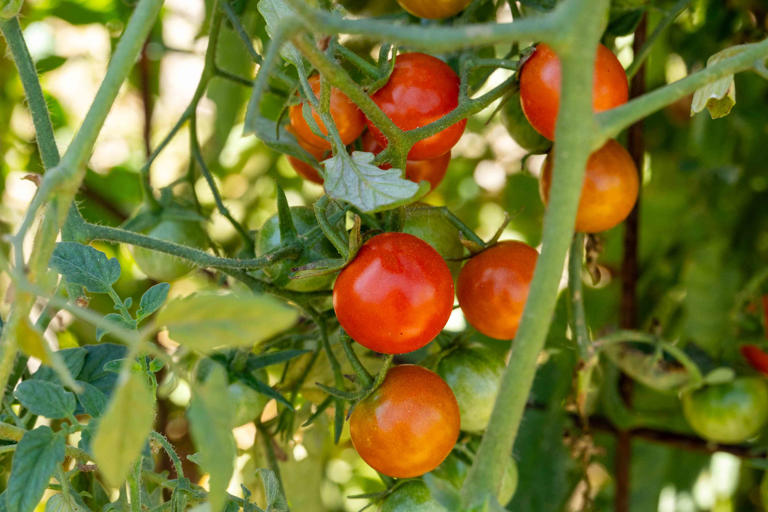How to Grow Tomato Plants: Growing Guide for All Types