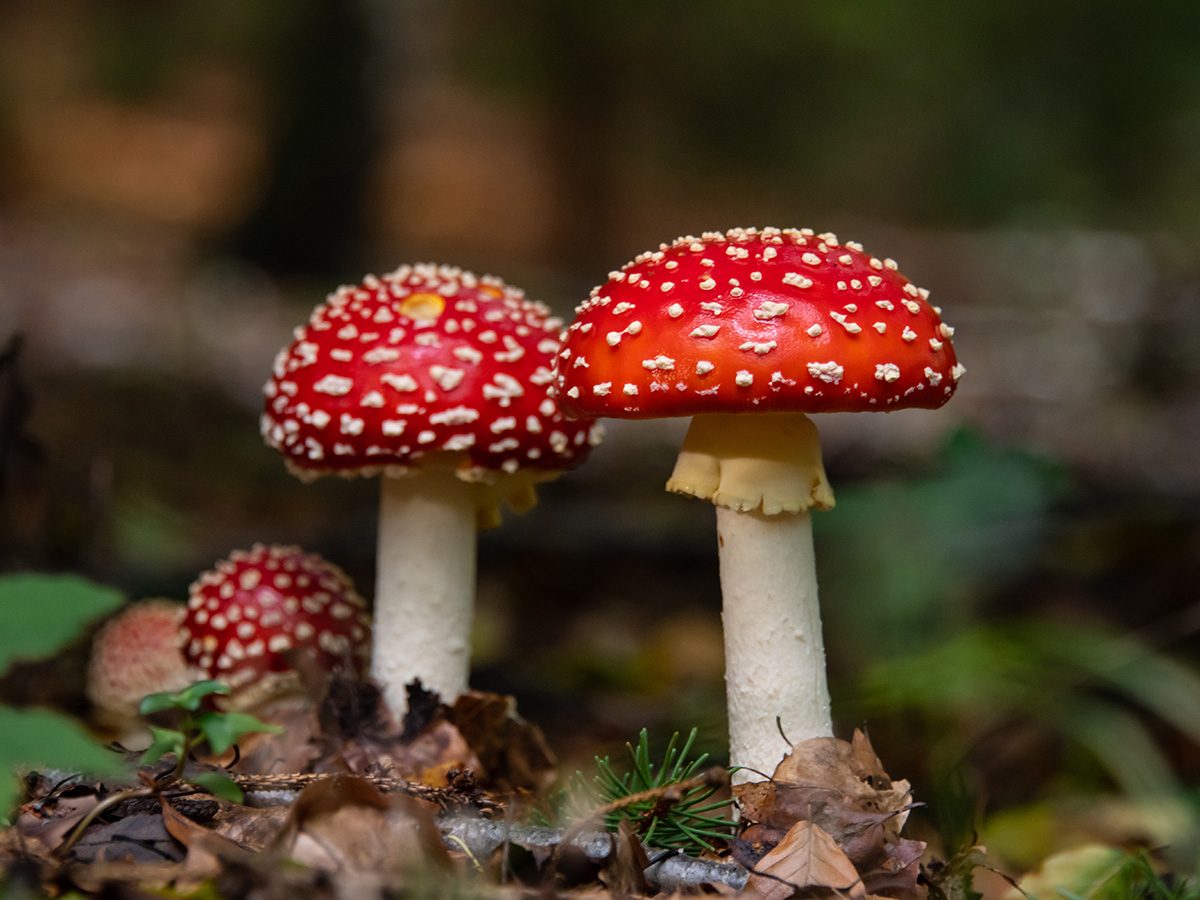 13 Mesmerizing Facts About Mushrooms