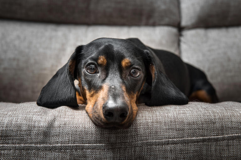 The Six Dog Breeds You Probably Shouldn't Take To The Beach, According 