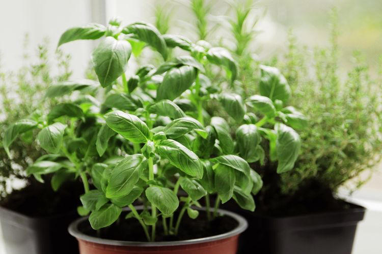 5 sayuran yang bisa ditanam di dalam ruangan