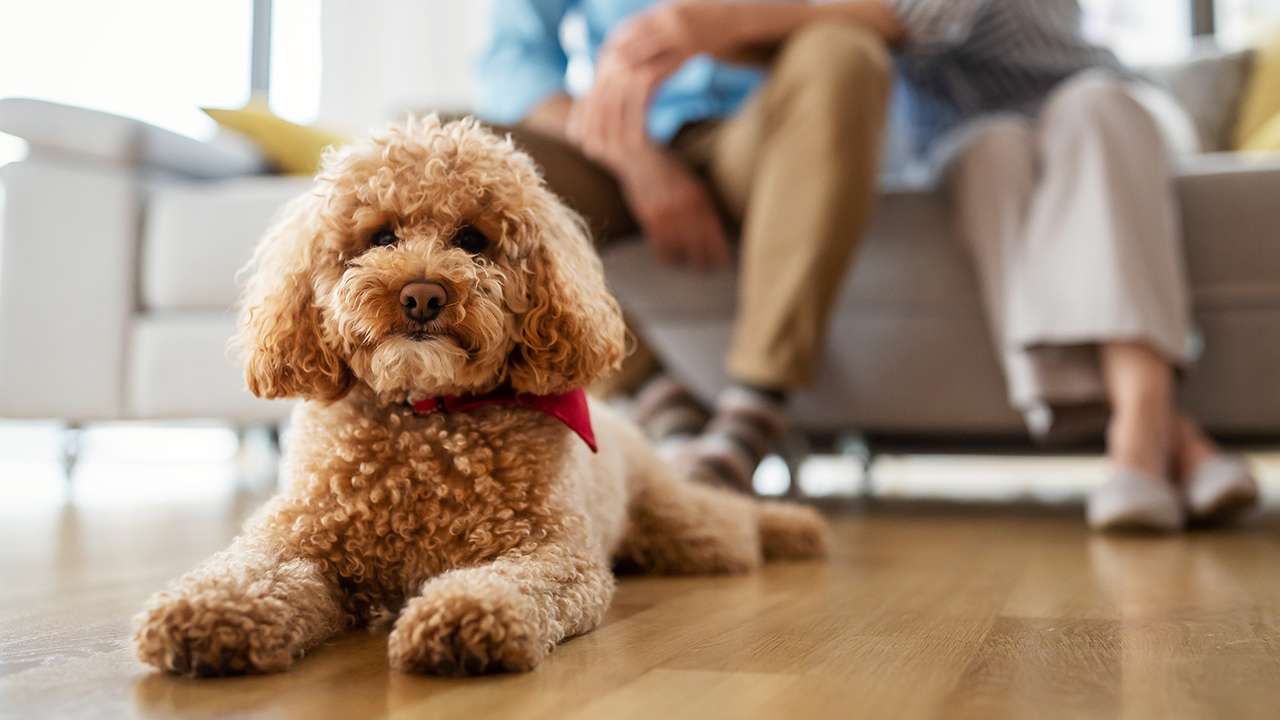 <p>Poodles are not just hypoallergenic; they’re also highly intelligent. They excel in obedience training and are known for their problem-solving skills.</p>