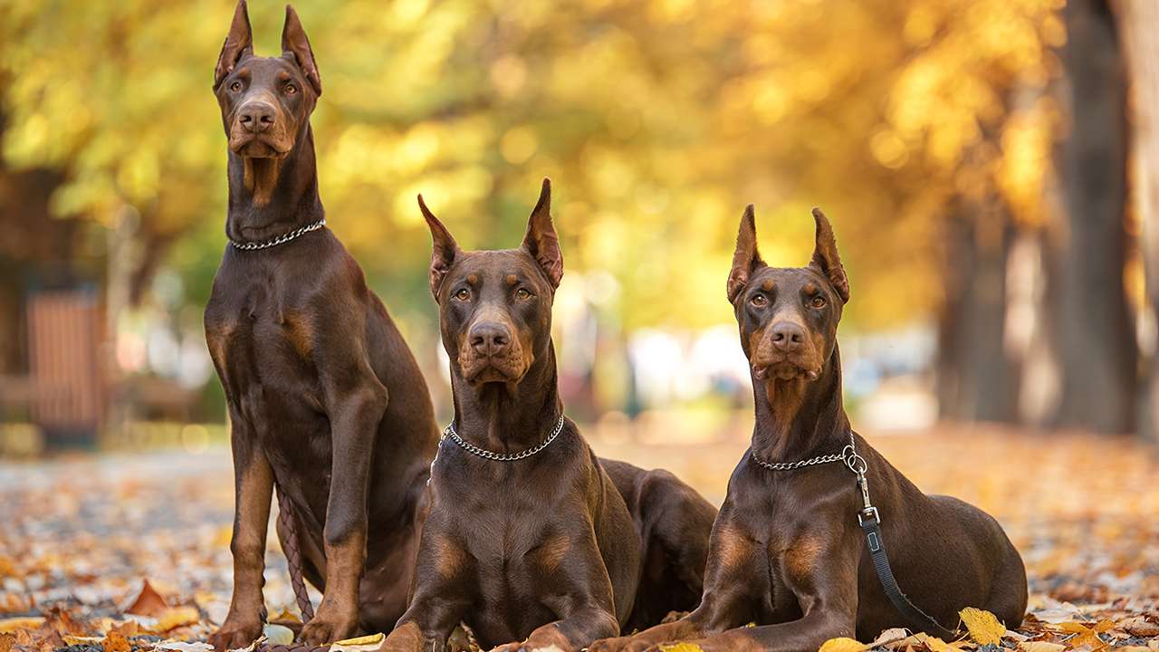 <p>Dobermans are not just powerful; they’re also highly intelligent. Their sharp minds make them excellent candidates for obedience and agility training.</p>