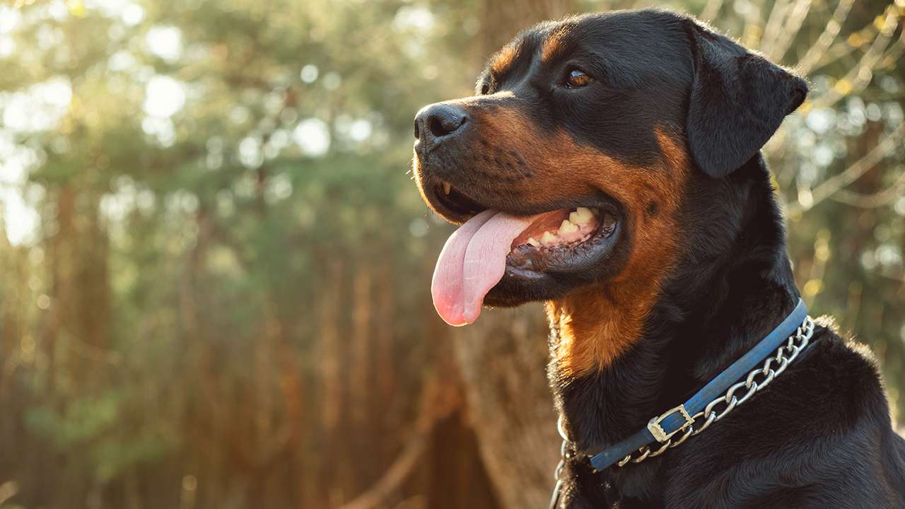 <p>Rottweilers are not just strong; they are also highly intelligent and trainable. Their loyalty and intelligence make them excellent guard dogs.</p>