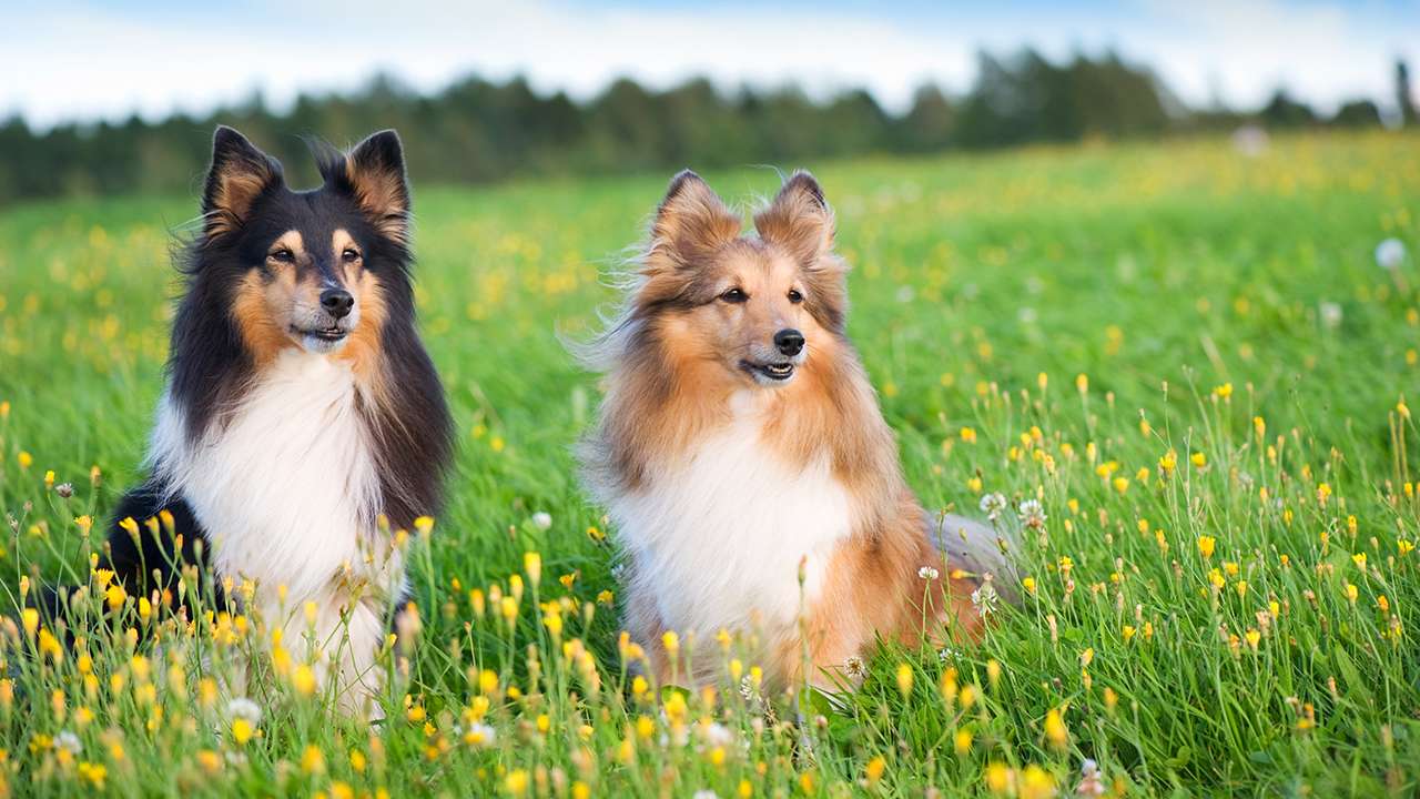<p>Shetland Sheepdogs are known for their agility and intelligence. They excel in herding and obedience activities.</p>