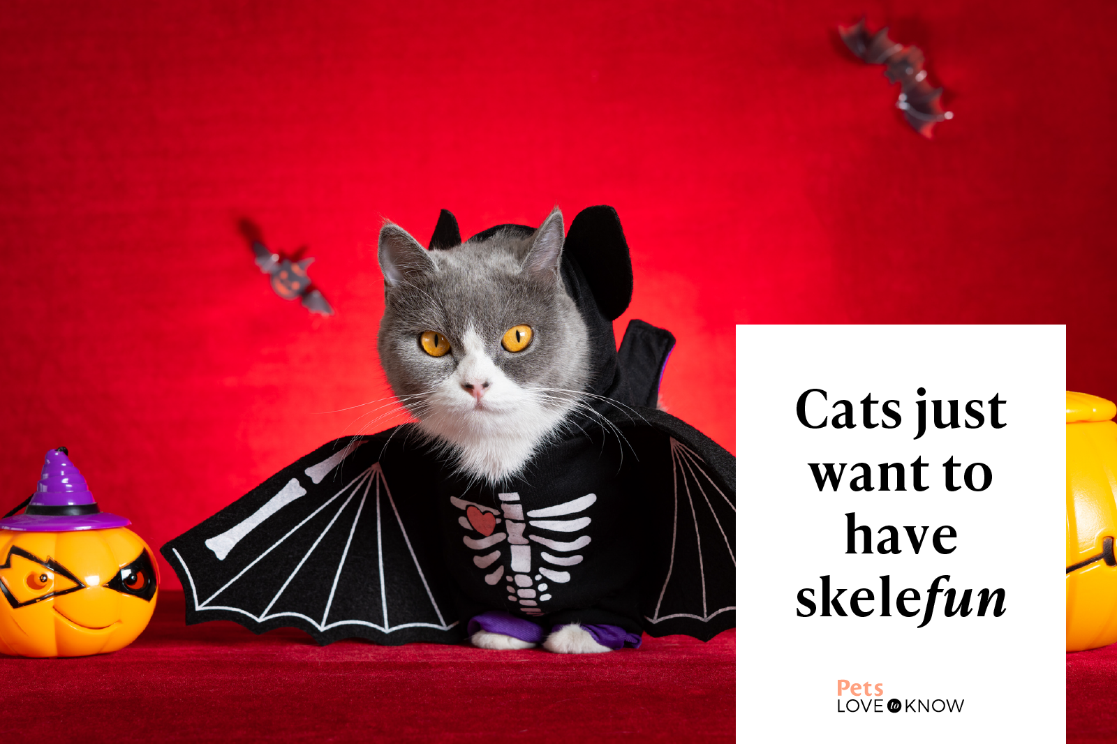 46 Halloween Cat Puns And Jokes Youll Find Pawsitively Furightening