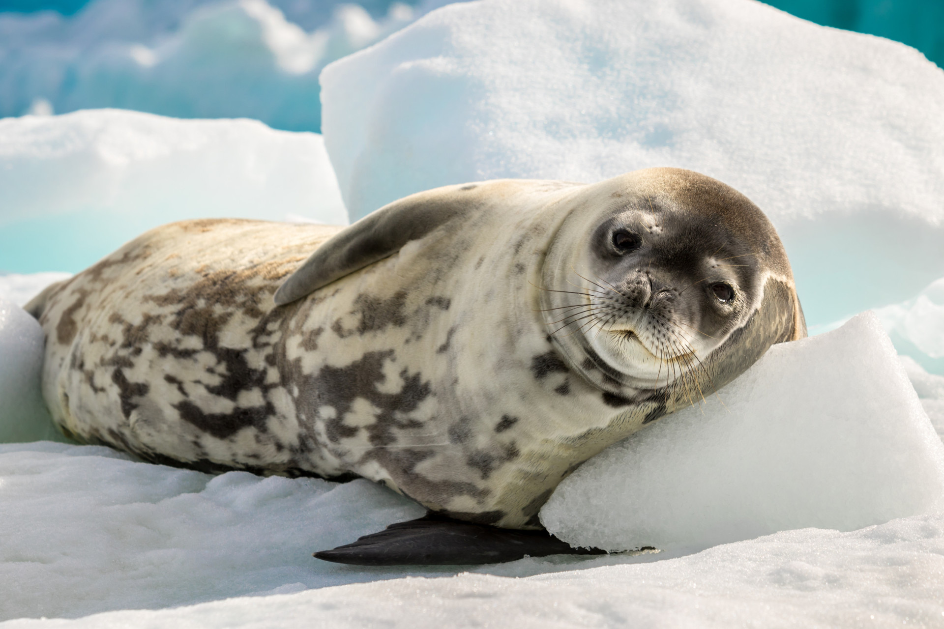 Don't be fooled: these cute animals could kill you