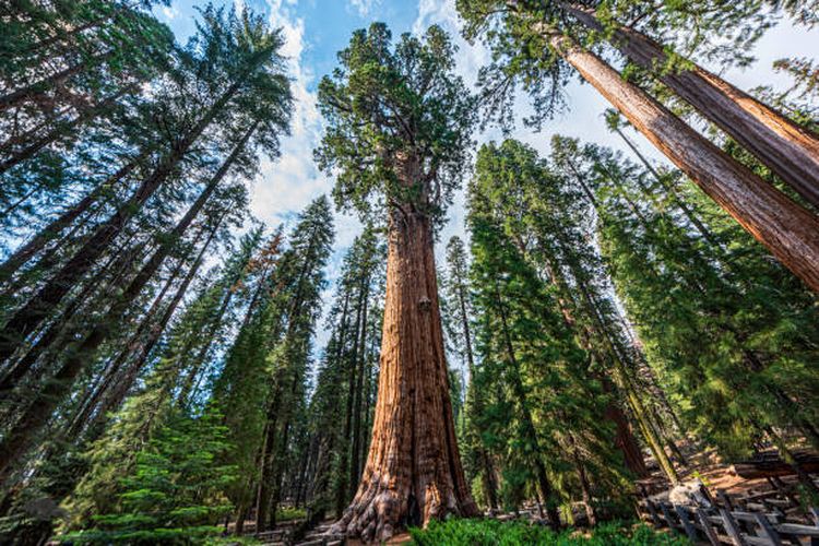 pohon yang dibekukan selama 66 juta tahun ditanam di lokasi rahasia untuk cegah kepunahan
