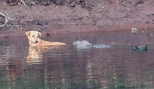 Chú chó sợ hãi dường như được cá sấu “hộ tống” thay vì bị ăn thịt ở bang Maharashtra, Ấn Độ - Ảnh: JOURNAL OF THREATENED TAXA