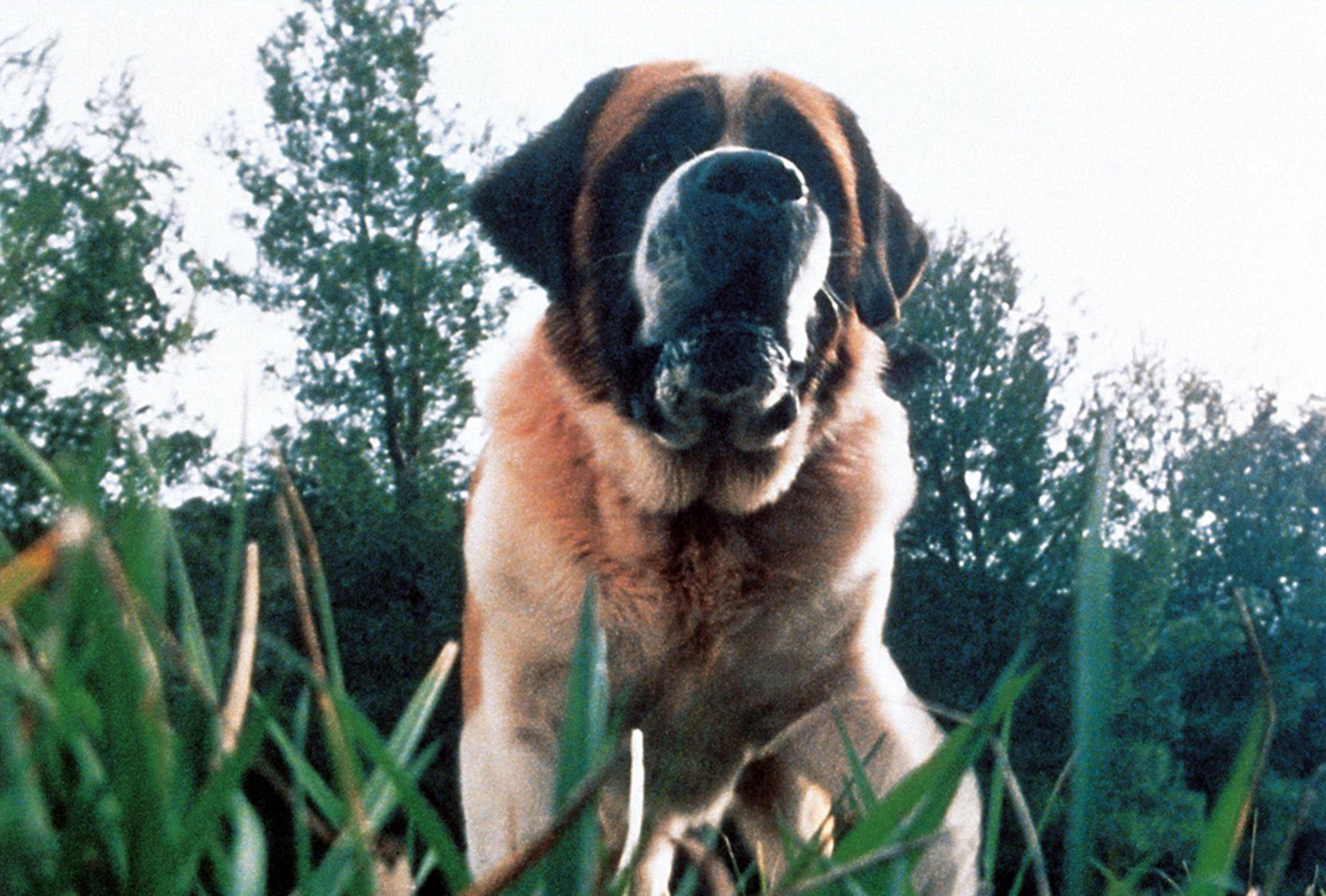 <p>Benji is a friendly dog. Cujo? Not so much. Admittedly, he was nice enough at first. Then, the massive St. Bernard contracted rabies. Suddenly, he was rabid, violent, and trapped a mother and her son in their car in this adaptation of a Stephen King story.</p><p>You may also like: <a href='https://www.yardbarker.com/entertainment/articles/20_facts_you_might_not_know_about_heat_092723/s1__35424164'>20 facts you might not know about 'Heat'</a></p>