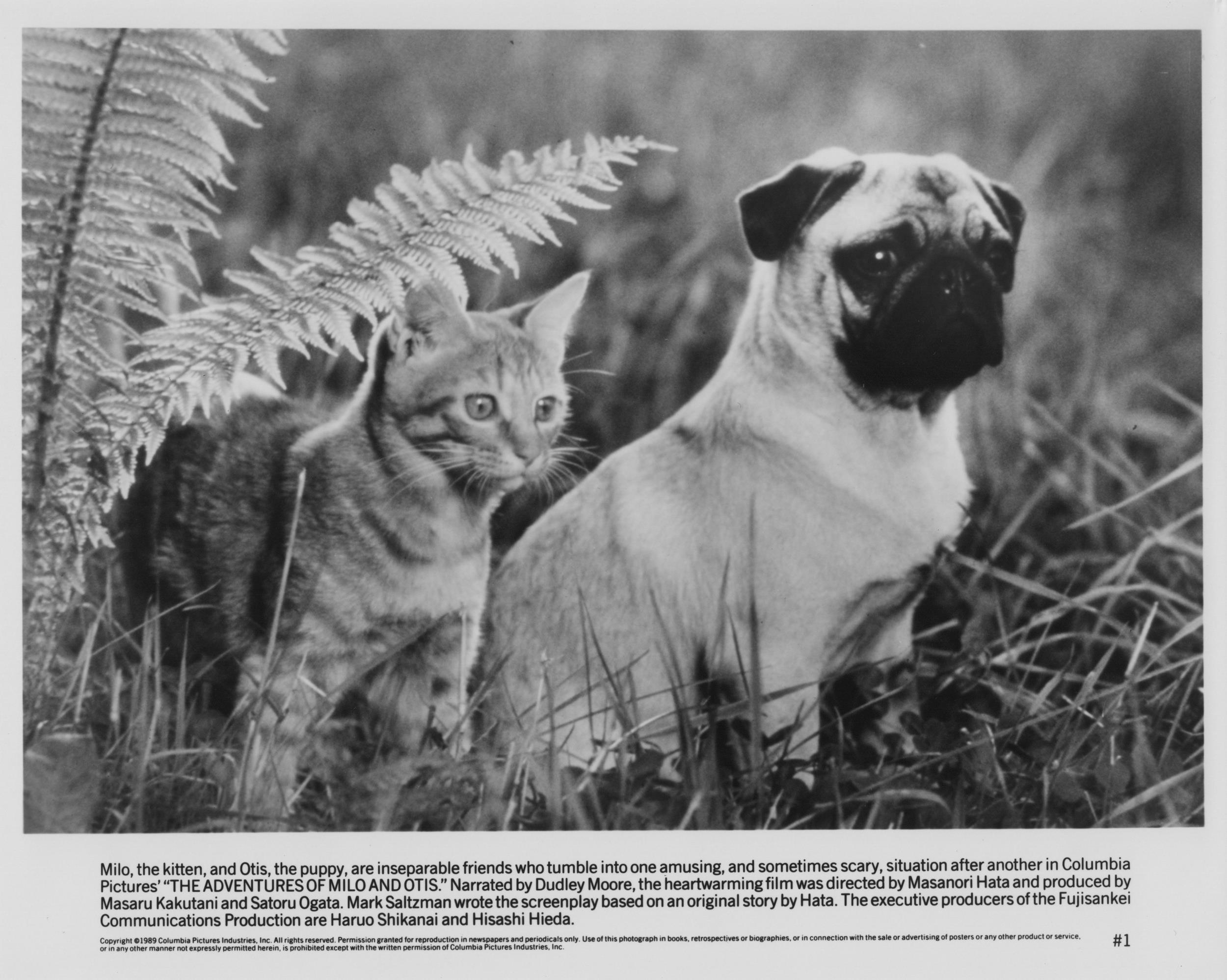 <p>Originally a Japanese movie, “The Adventures of Milo and Otis” tells the tale of a tabby cat and a pug. Apparently it was shot over four years, presumably just to get enough footage of the animals doing interesting things. It was adapted for American audiences by cutting out 15 minutes and adding narration by Dudley Moore. This worked, as it was a hit.</p><p><a href='https://www.msn.com/en-us/community/channel/vid-cj9pqbr0vn9in2b6ddcd8sfgpfq6x6utp44fssrv6mc2gtybw0us'>Follow us on MSN to see more of our exclusive entertainment content.</a></p>