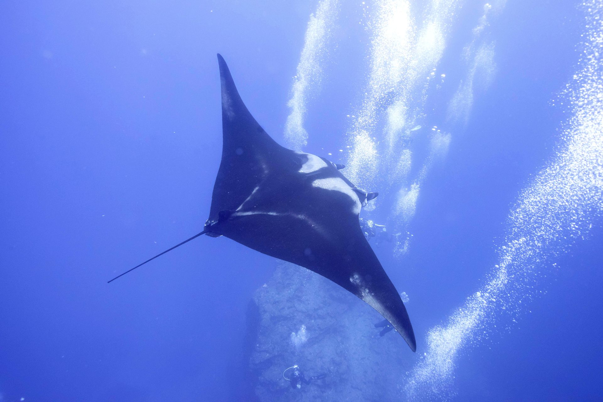 How to get rid of boxelder bugs outside your house expert tips