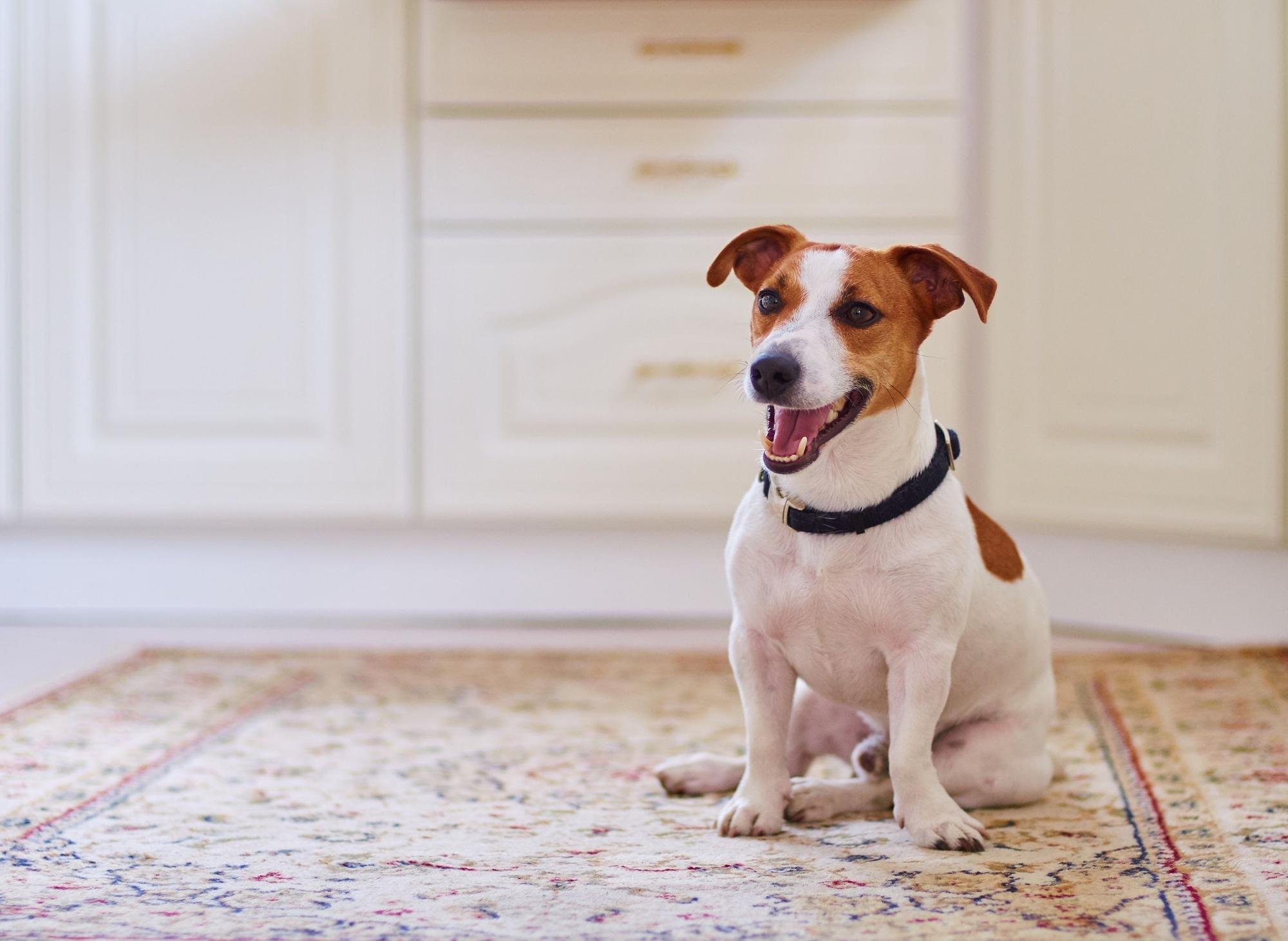 Фото джек рассела. Рич Рассел терьер. Джек Рассел собака. Jack Russell (Джек Рассел). Парсон Рассел терьер метис.