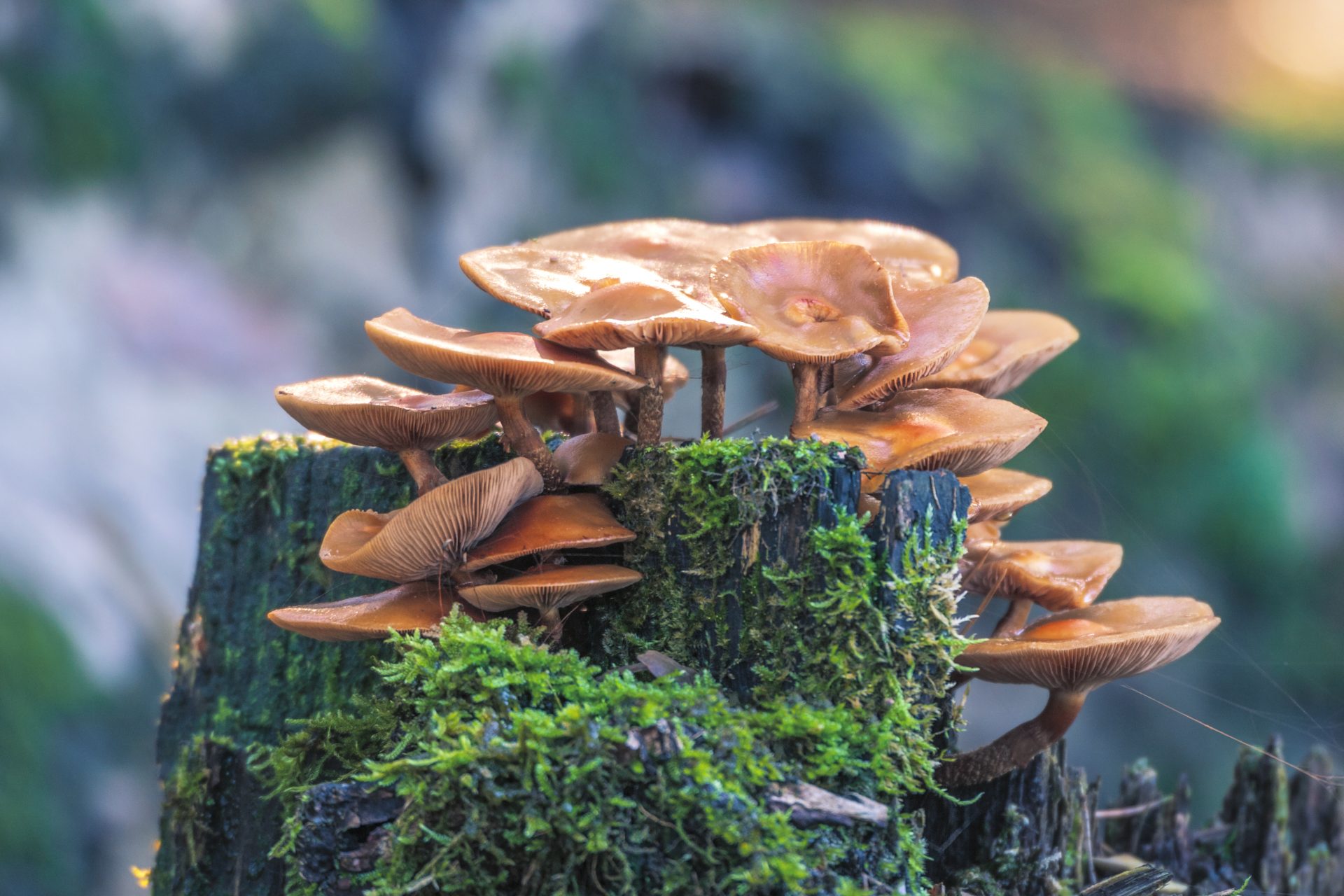 Do mushrooms "talk" to each other?