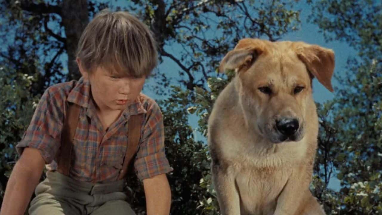 <p>The movie that birthed the phrase “A Boy and His Dog.” <em>Old Yeller</em> tells the tale of brothers Travis and Arliss Coates, who help run the family ranch while their father is on a cattle drive. During the movie, the brothers bond with a stray Labrador retriever they call “Old Yeller,” who aids Arliss in many misadventures involving raccoons, pigs, and even a bear.</p><p>But the adorable pooch contracts rabies and must be put down, leading to a tragic finale. Is it the mother or father who does the dark deed? In a gasp-inducing ending, Travis grabs his shotgun and pulls the trigger. There’s a reason that Phoebe from the 90s sitcom <em>Friends</em> labels this classic a “snuff film.”</p>