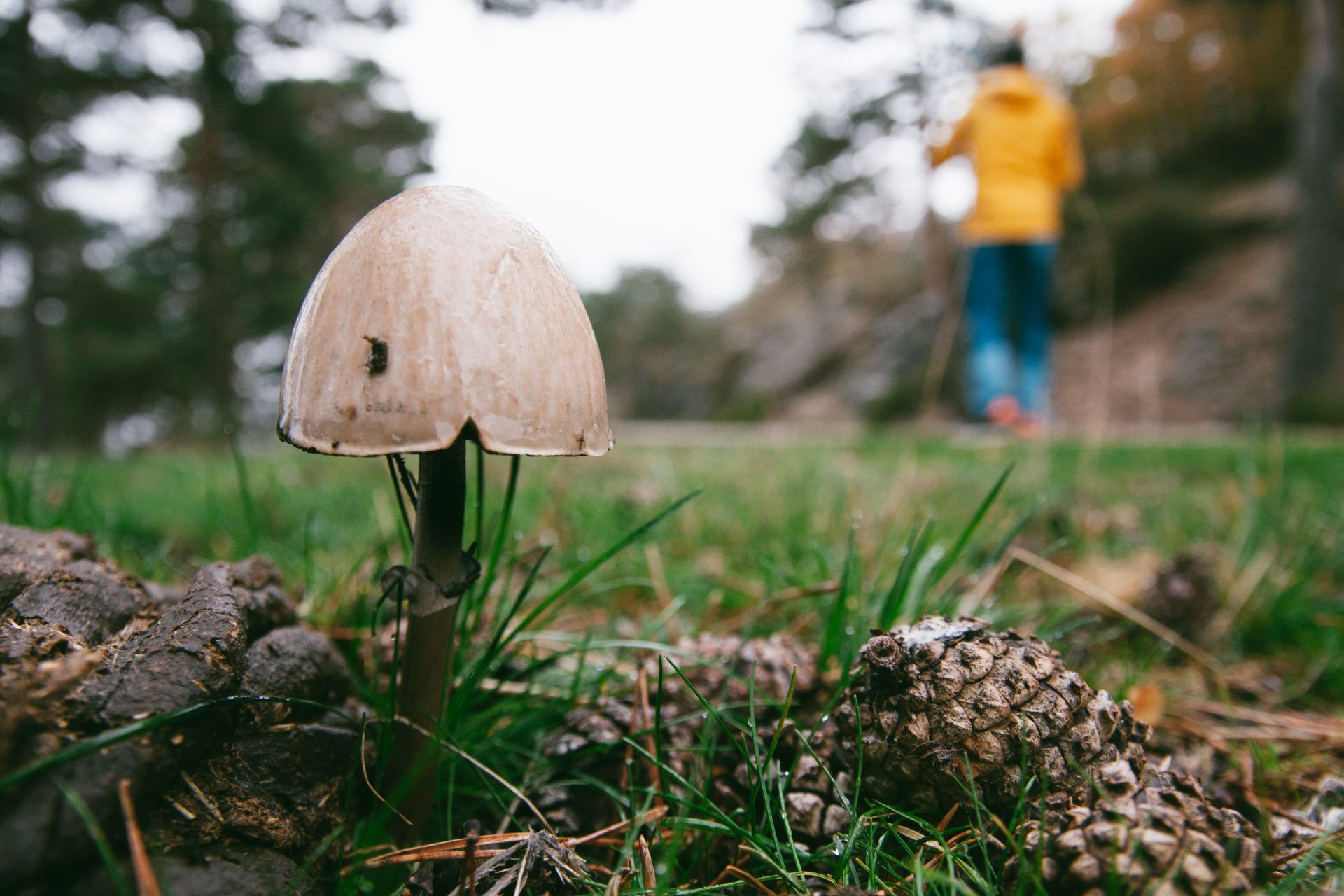 Do mushrooms "talk" to each other?