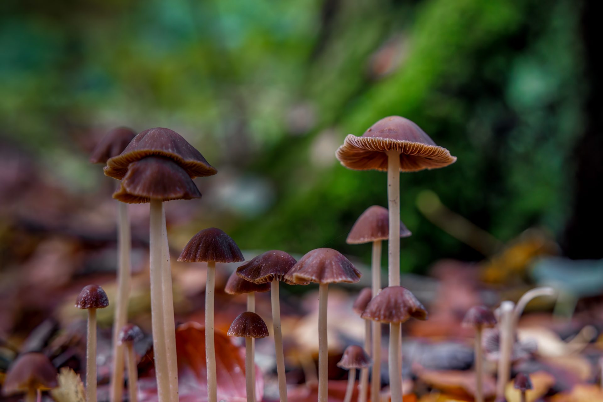 Do mushrooms "talk" to each other?