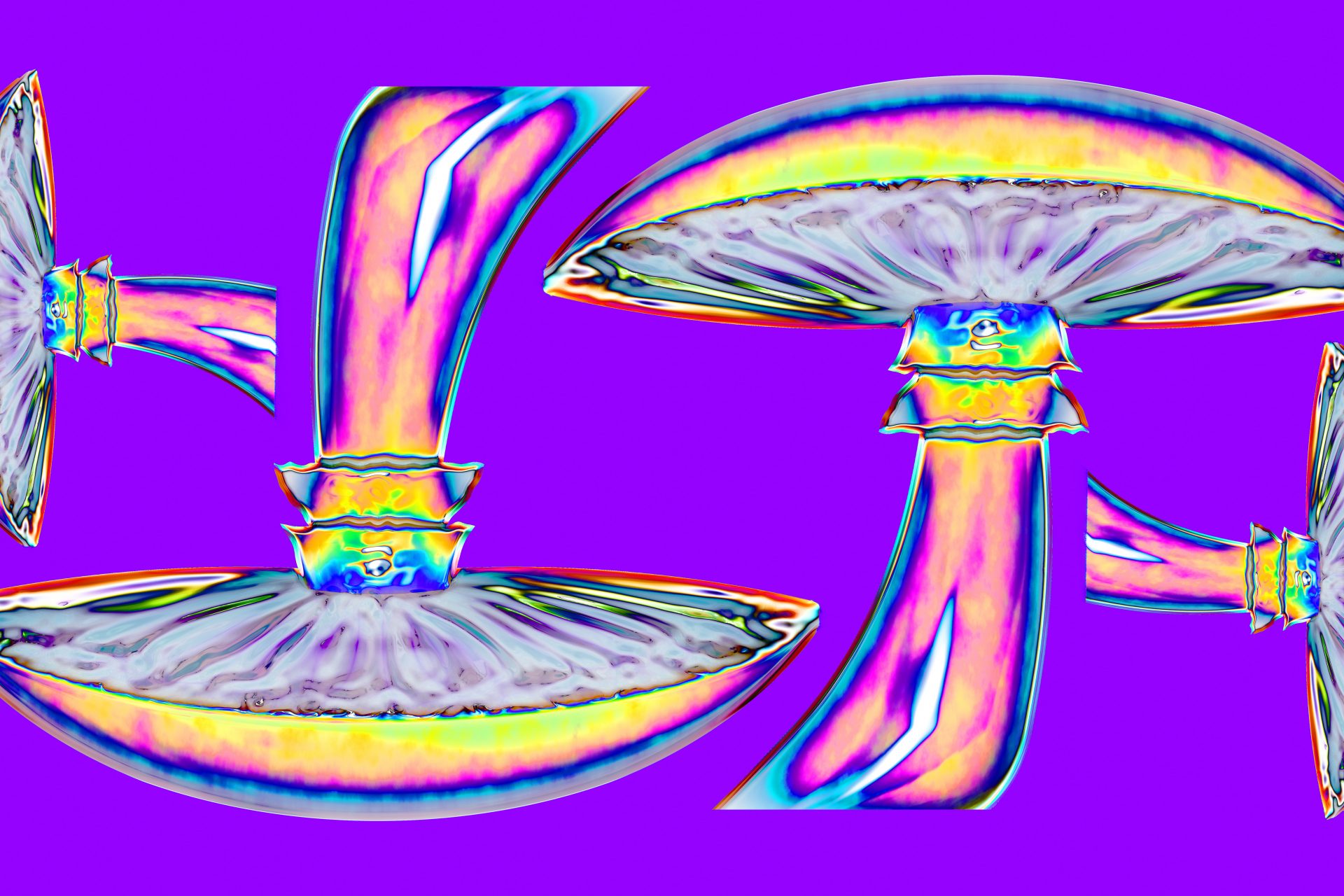 Do mushrooms "talk" to each other?