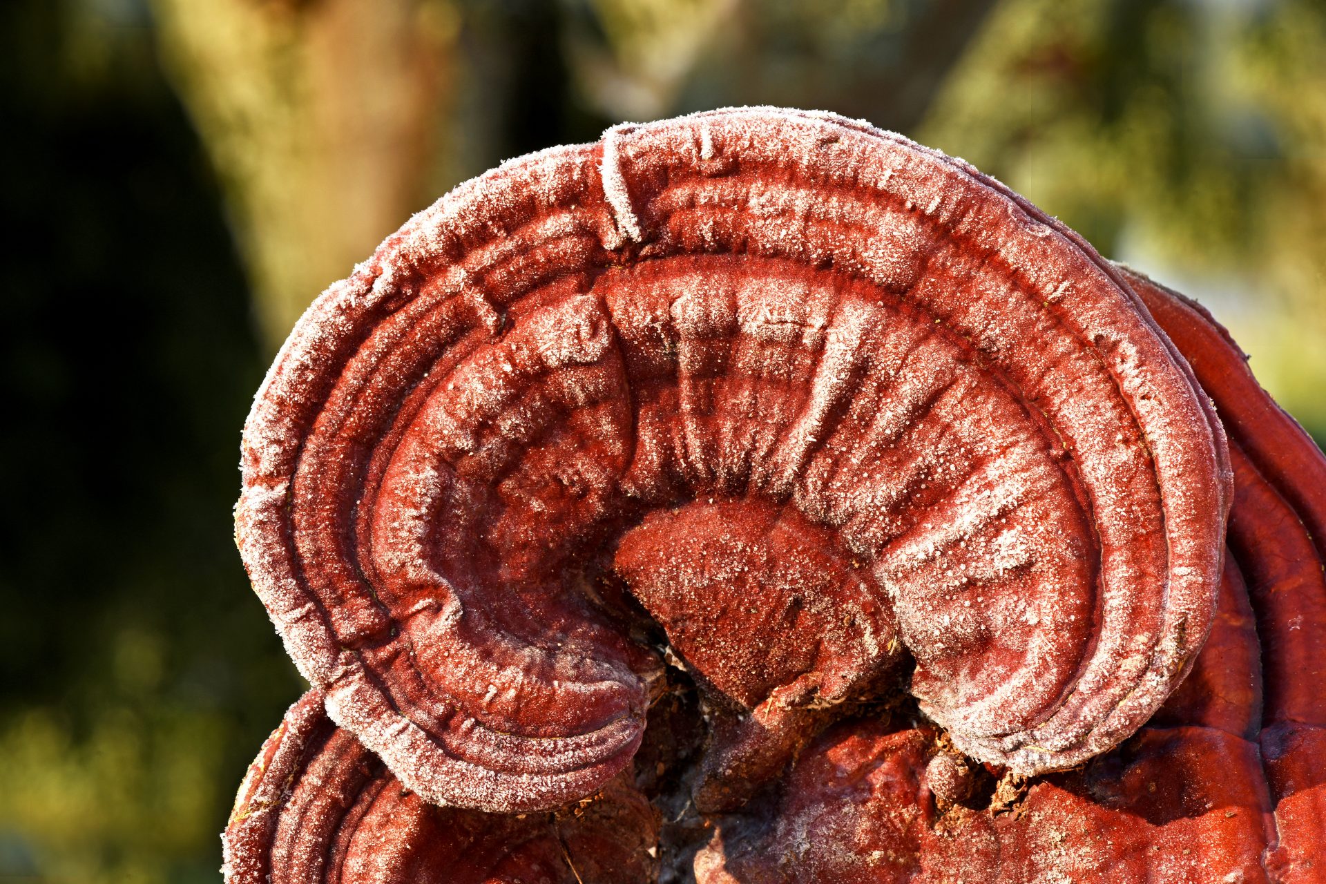 Do mushrooms "talk" to each other?