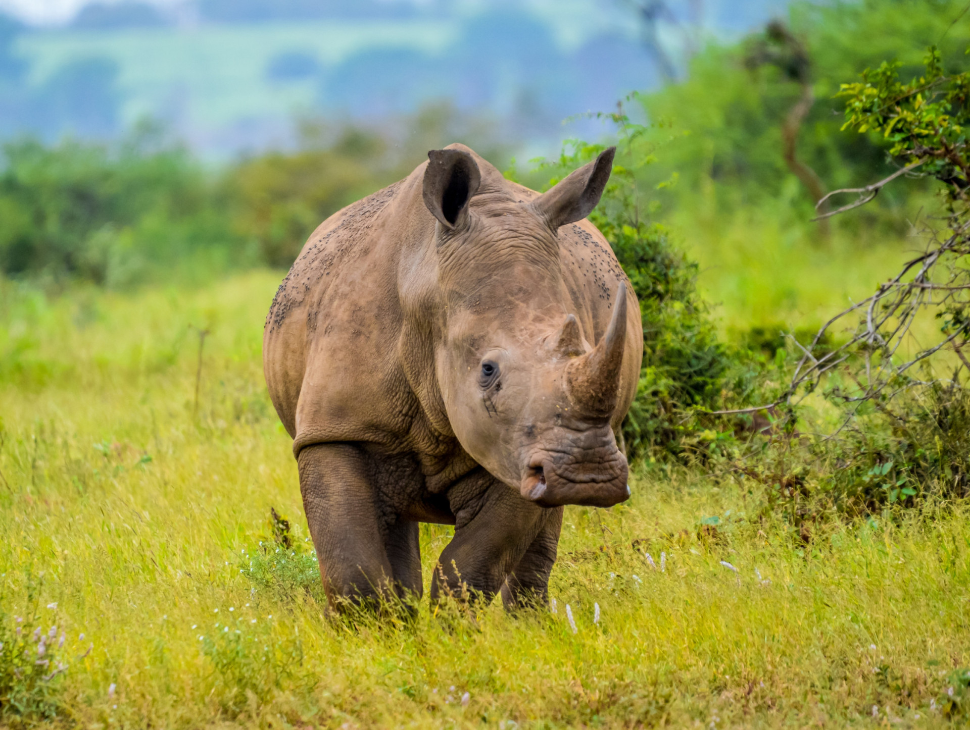 Why we should care about the rhinoceros