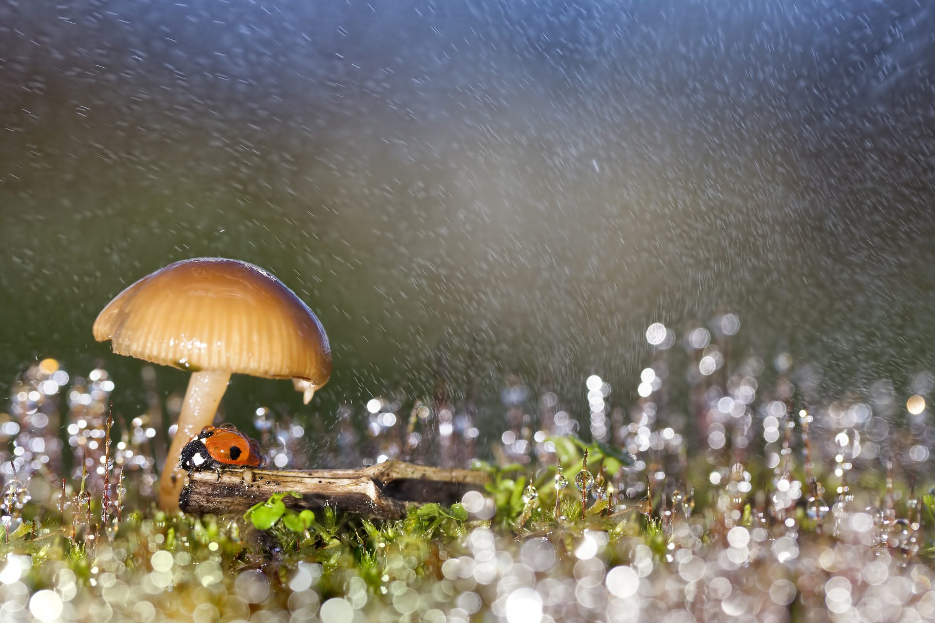 Do mushrooms "talk" to each other?