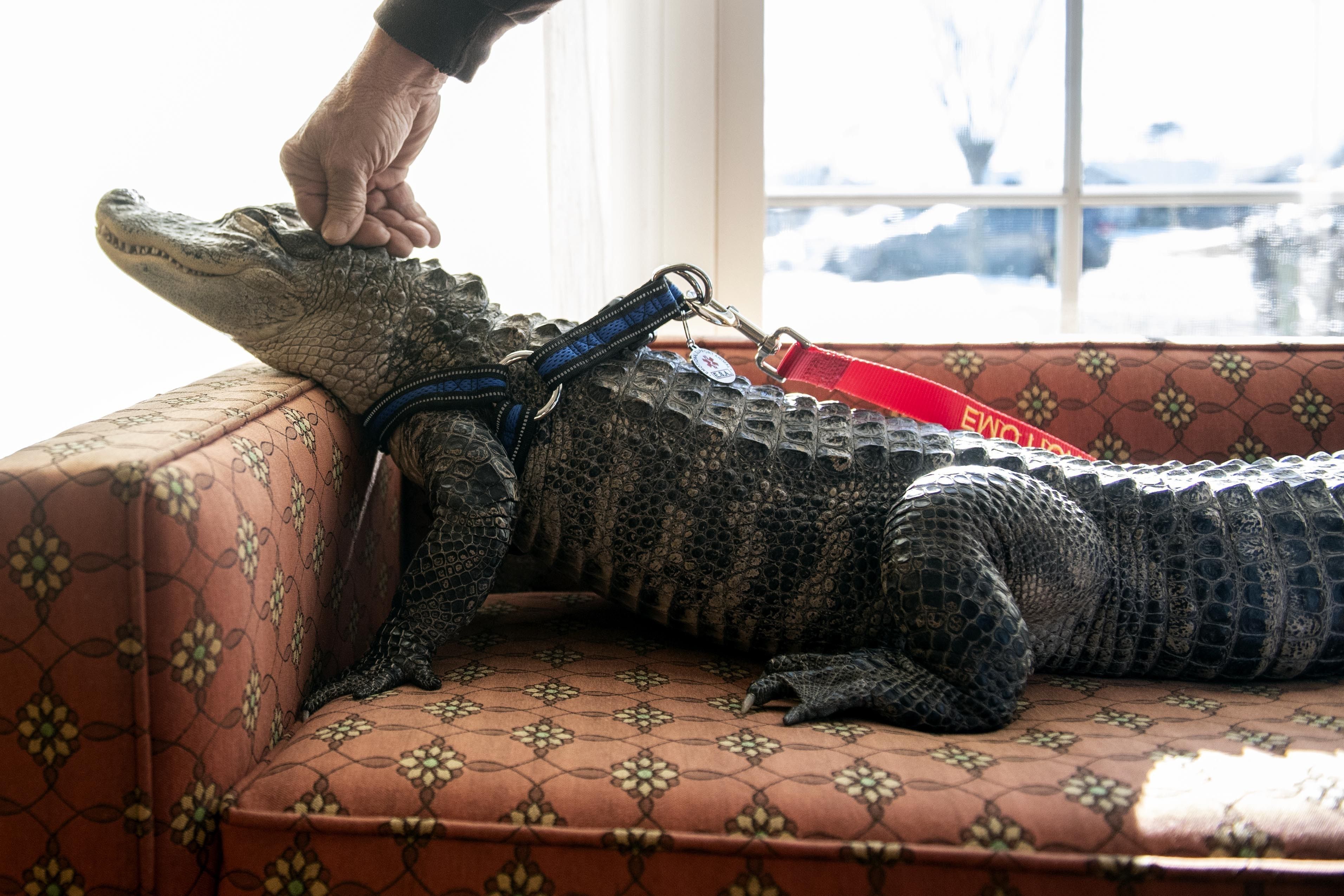 Можно ли заводить. Домашний крокодил. Экзотические домашние животные. Крокодил в квартире. Крокодил домашнее животное.
