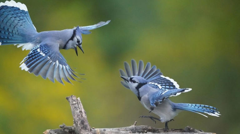 The Two Trees That Are Most Likely To Attract Blue Jays