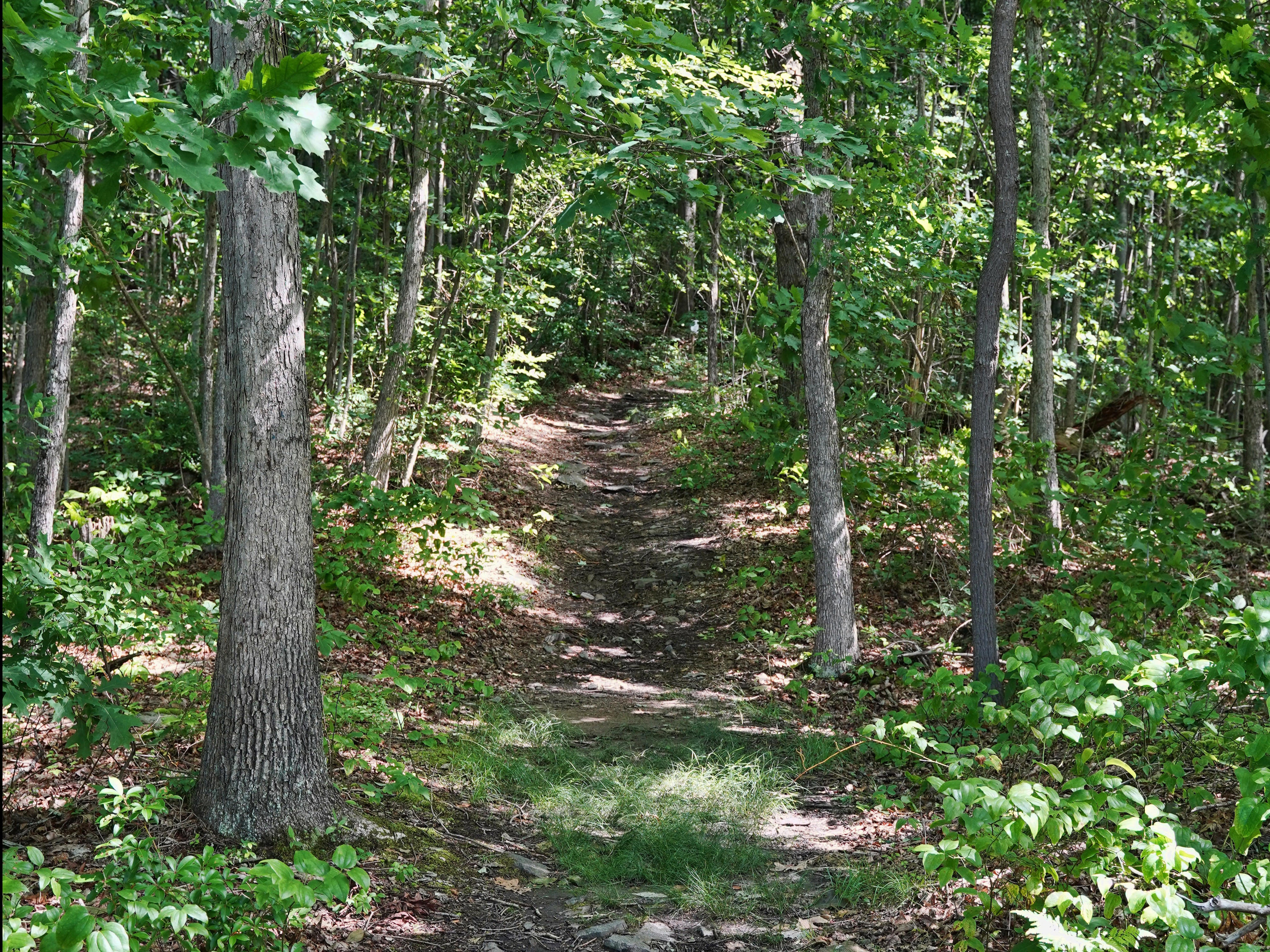 <p>If you're looking for a multi-day, beginner-friendly hike, then this one in southwestern Pennsylvania is a perfect choice.</p><p>The <a href="https://www.laurelhighlands.org/listing/laurel-highlands-hiking-trail/565/">70-mile trail</a> offers overnight areas every 8 to 10 miles, so you can move at a comfortable pace and recharge.</p><p>The whole trail features towering trees, but some prime viewing spots include Beam Rocks, Spruce Run, and Laurel Summit.</p>