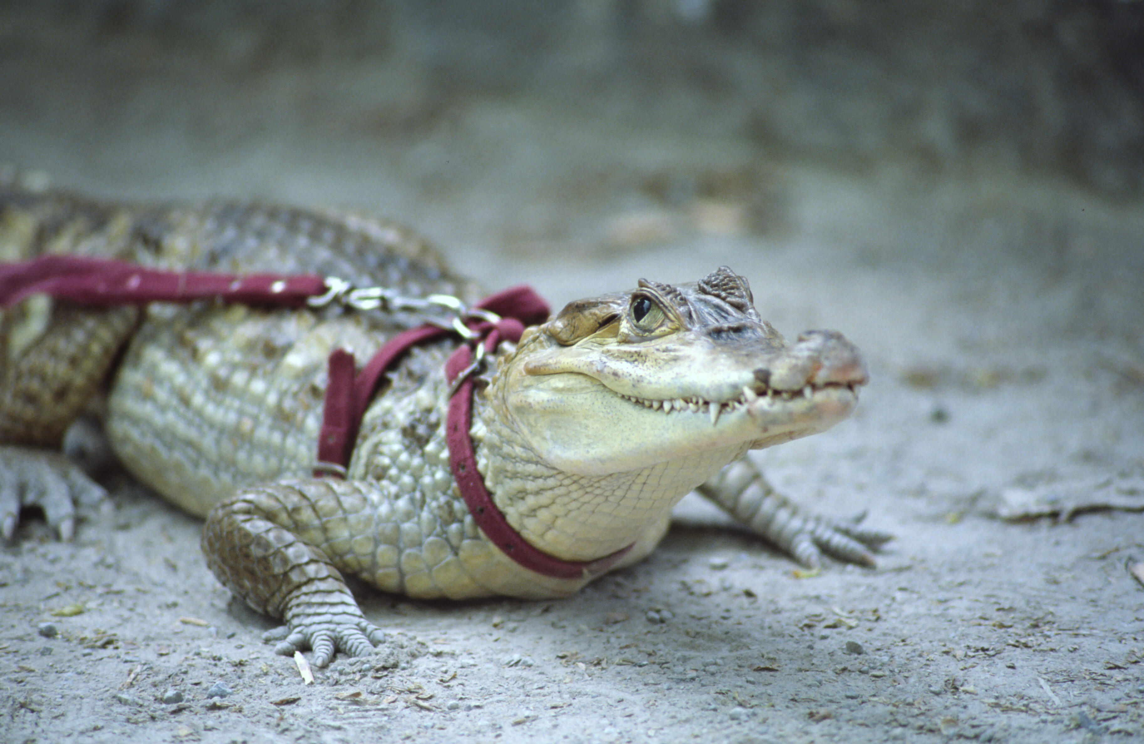 Keeping wild animals as pets essay. Pet Alligator. Exotic Pets. Keeping exotic Pets.