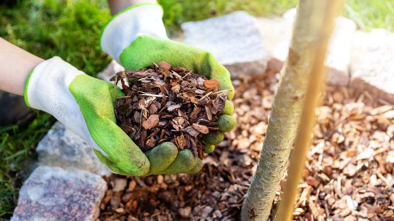What Mulch And Landscaping Fabric Can Do To Your Tree Over Time