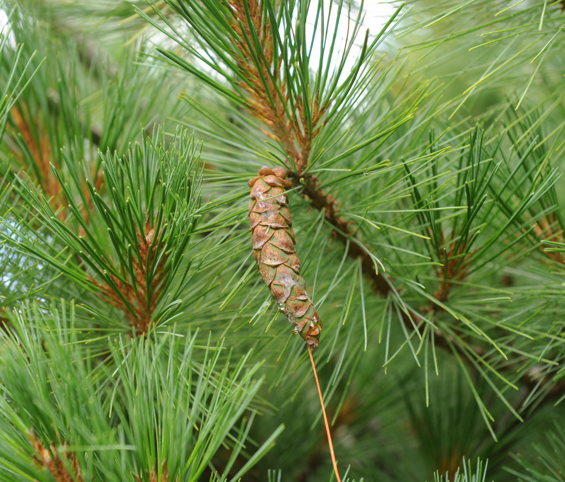The official trees of every US state