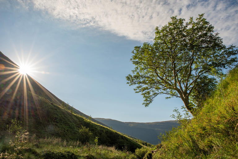 Sycamore Gap Tree: Britain's other iconic and spectacular trees you ...
