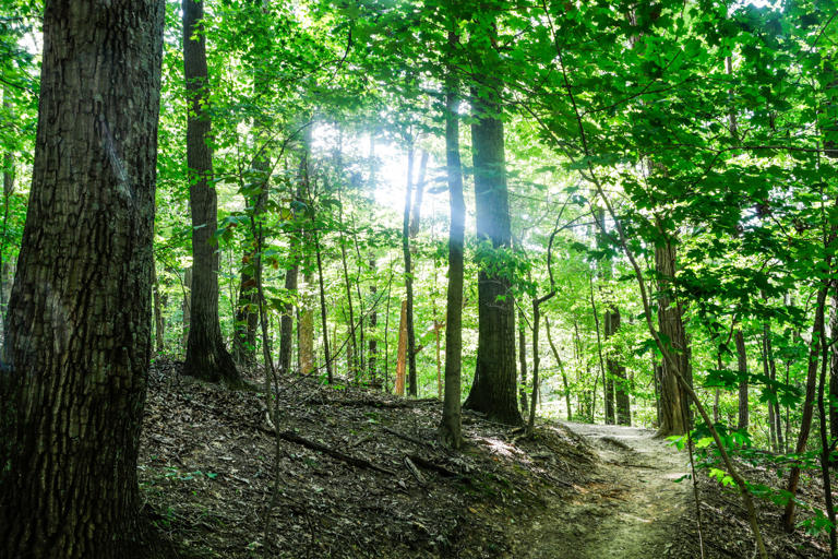 The trails at Jefferson Memorial Forest offer hiking for all different levels.