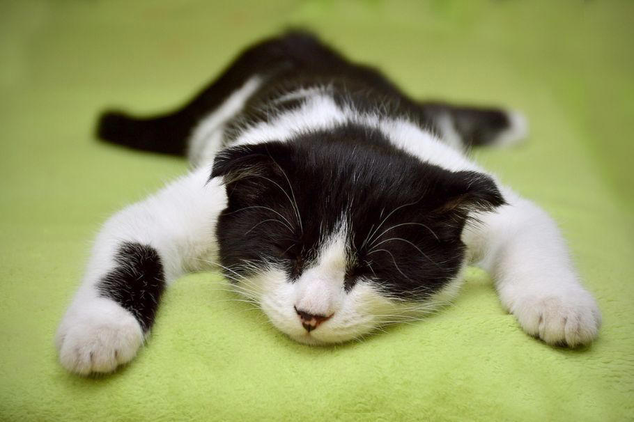 ¿cuánto tiempo debe dormir un gato?