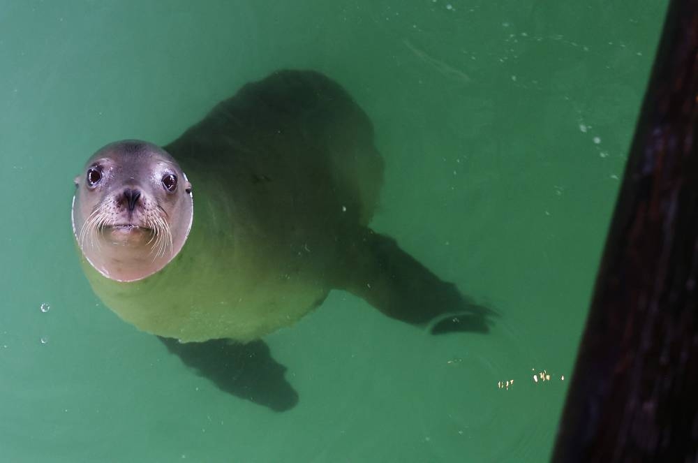 Sea lion at New York zoo escapes flooded enclosure, swims to freedom