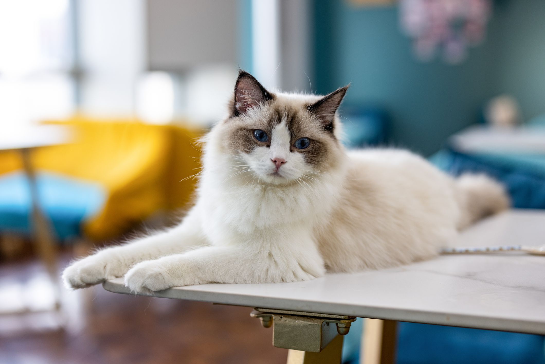 <b>Ragdoll</b>. p These big, fluffy sweethearts are gentle giants of the <b>cat</b> world...