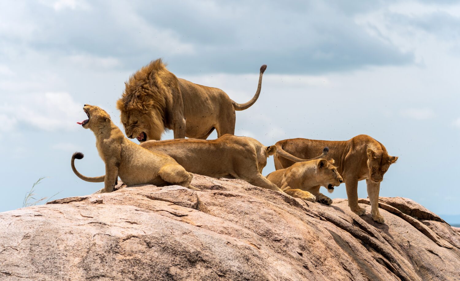 Do Lions Mate for Life? 