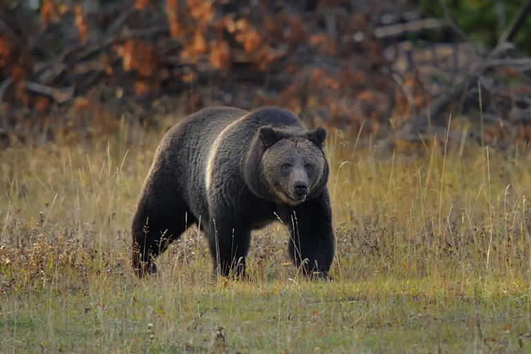The ‘most successful Safari Night yet’: Honoring the California Grizzly