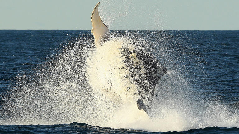 Humpback whale breaching off of Sydney. Cameron Spencer/Getty Images/File/Fox News