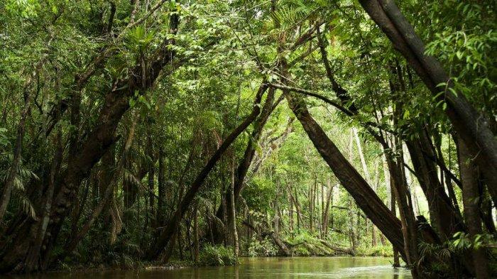 amazon, mengenal 10 hutan paling berbahaya di dunia
