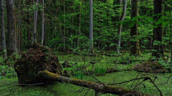 amazon, mengenal 10 hutan paling berbahaya di dunia