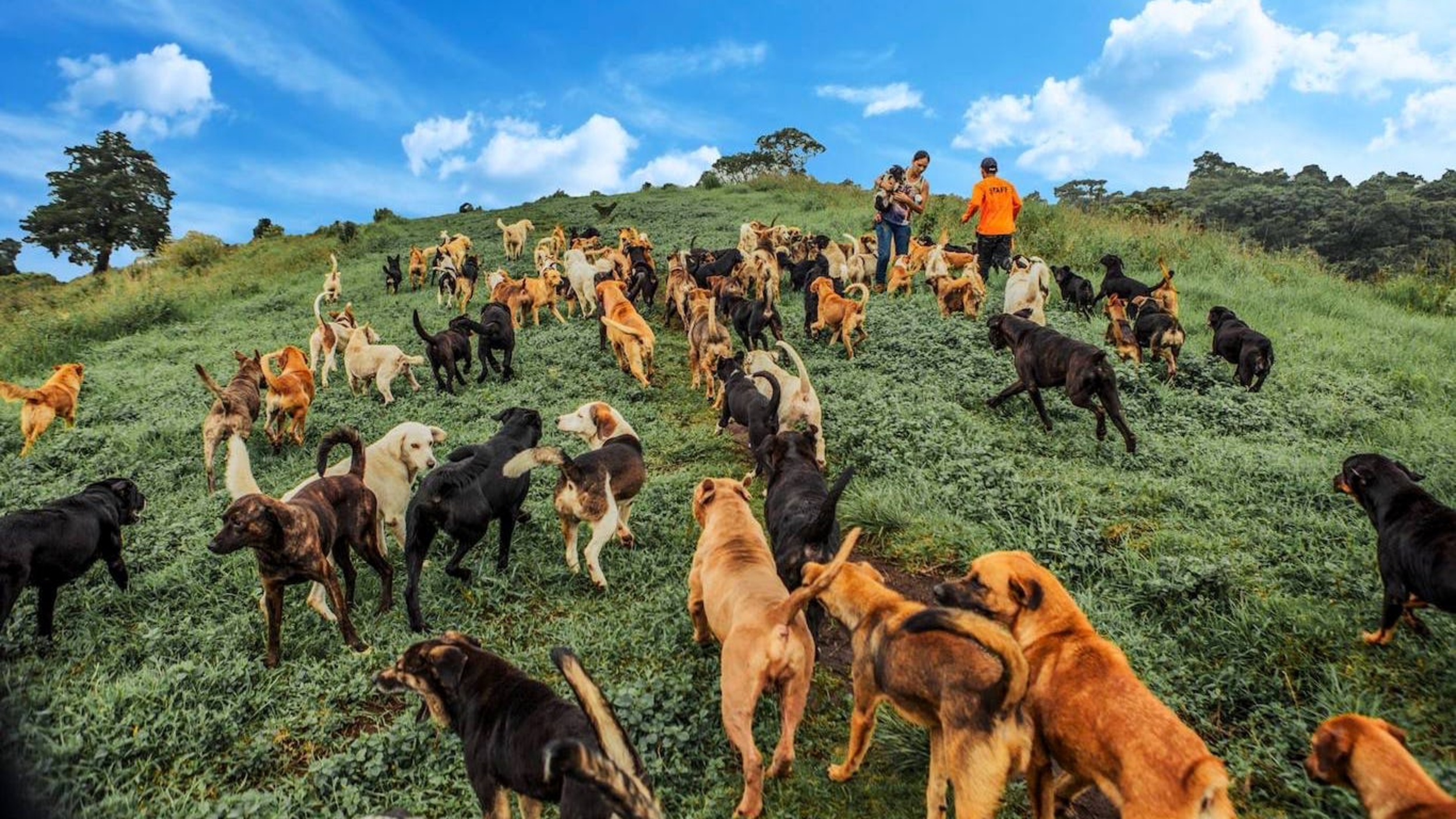 <p><span><span>Who let the dogs out? Apparently, everyone, since this country has more strays than most countries, have people. Territorio takes thousands of strays and nurses them to health, giving them a place to roam and letting visitors hike alongside them. Dog lovers will not know where to look. </span></span></p><p>You may also like: <a href='https://www.yardbarker.com/lifestyle/articles/21_things_you_didnt_know_about_burger_king_093023/s1__38423578'>21 things you didn’t know about Burger King</a></p>