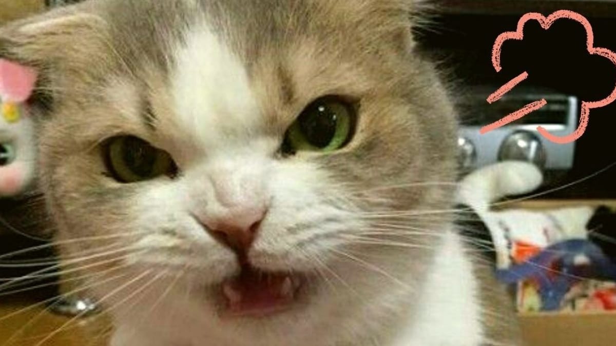 10 millones de personas mueren de risa con el gato que amenaza a su dueña para que no haga la cama - vídeo